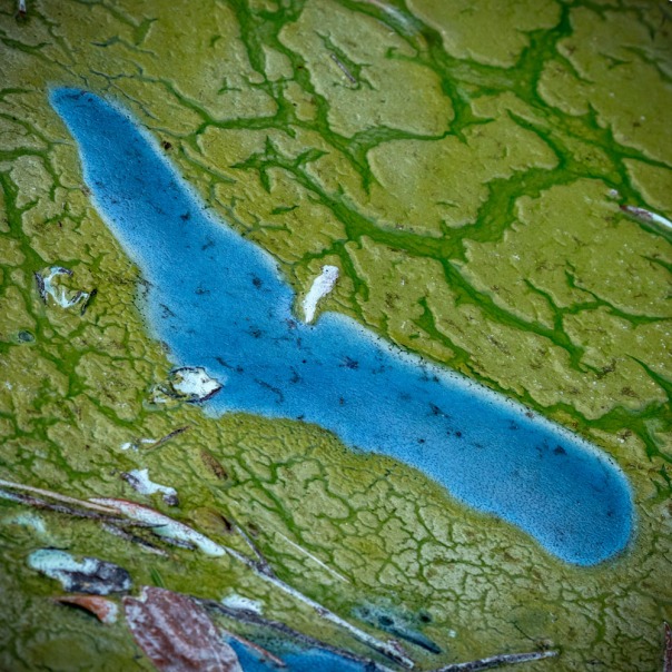 stuart slime tour blue green abstract 1000 1742 In: John Moran’s “Florida’s Summer of Slime: Stuart and Lake Okeechobee” | Our Santa Fe River, Inc. (OSFR) | Protecting the Santa Fe River